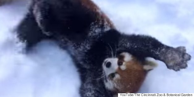 These Red Pandas Are SO Excited About The Snow