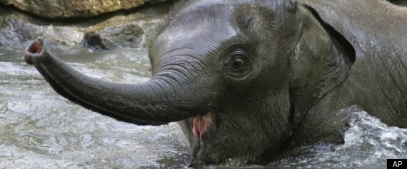 Shaina Pali Elephant Dead