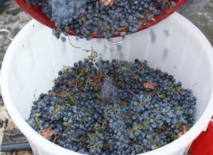 Diary Startup Winemaker