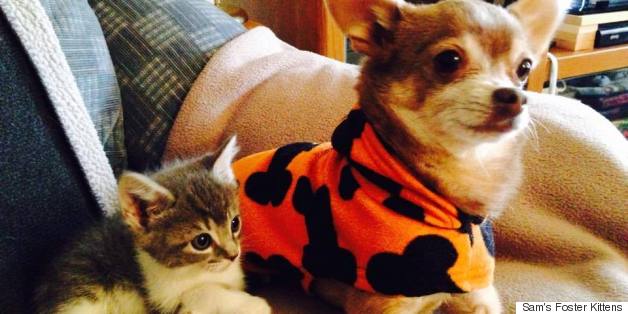 16 Reasons Why Fostering A Shelter Pet Is Basically The Best Thing In The World