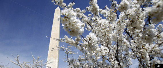 Cherry Blossom