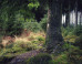 green-faith