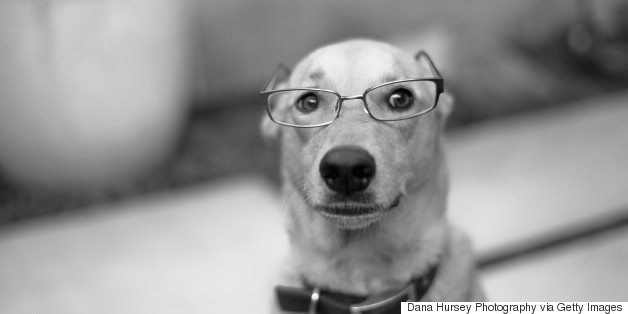 New Study Shows Dogs Can Spot A Liar