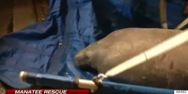 About 20 Manatees Rescued From Florida Storm Drain