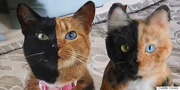 Now You Can Clone Your Pet As A Stuffed Animal, If You're Into That