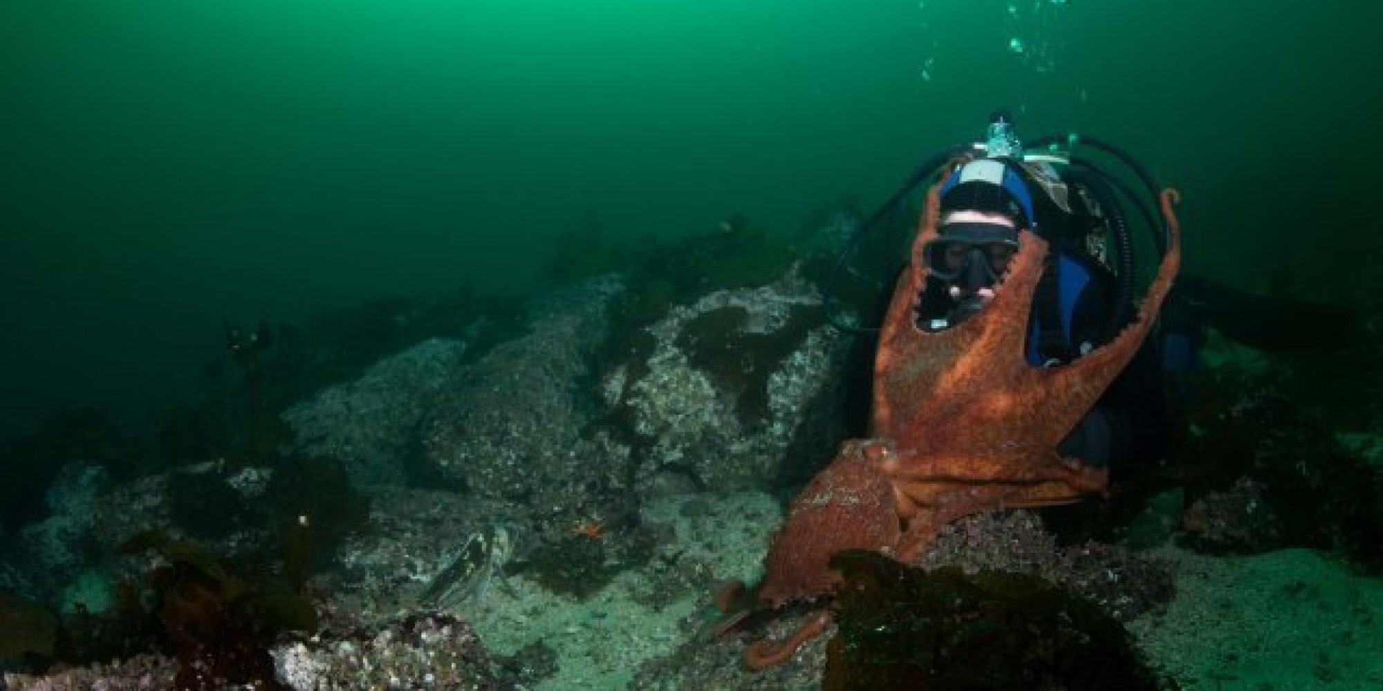 Giant Octopus, Diver Encounter Shows Nature Of 'Gentle Giant' Biologist