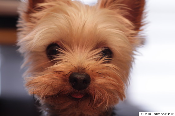 yorkshire terrier