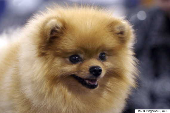 pomeranian