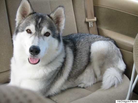 siberian husky