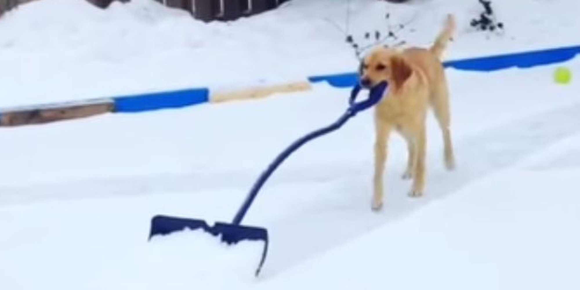 Dog Pitches In, Helps Shovel Snow Off Hockey Rink HuffPost