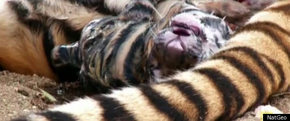 Tiger Birth