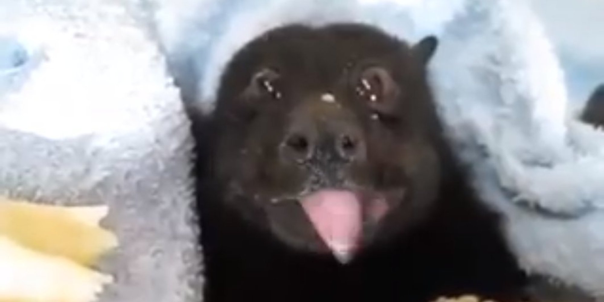 Bat Eating A Banana Is The Cutest Thing We've Seen Since The Slow Loris Craze HuffPost UK