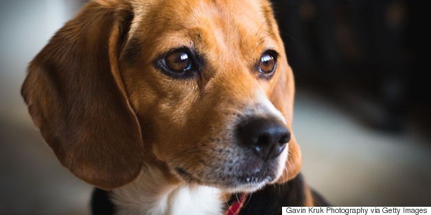 Here Are The Most Popular Dog Breeds In The U.S.