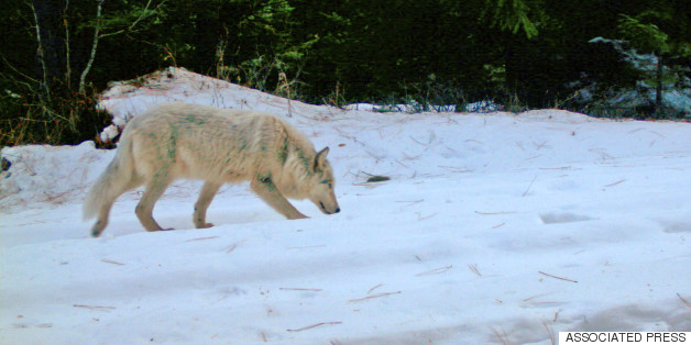 Gray Wolves Rebound In Oregon