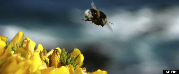 Bee Roads Uk