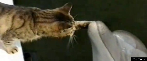 Cat Plays With Dolphins Video