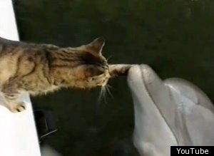 Cat Plays With Dolphins Video