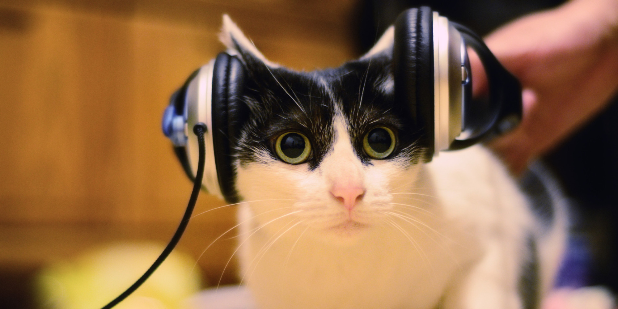 Scientists Create Music For Cats, And Fur A Good Reason HuffPost