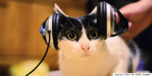 Scientists Create Music For Cats, And Fur A Good Reason