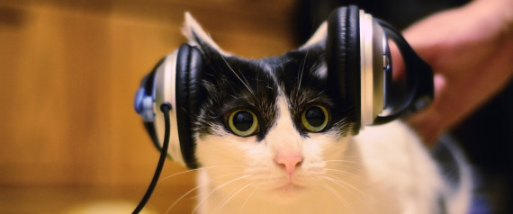 CAT LISTENING MUSIC