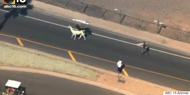 Llamas On The Loose!
