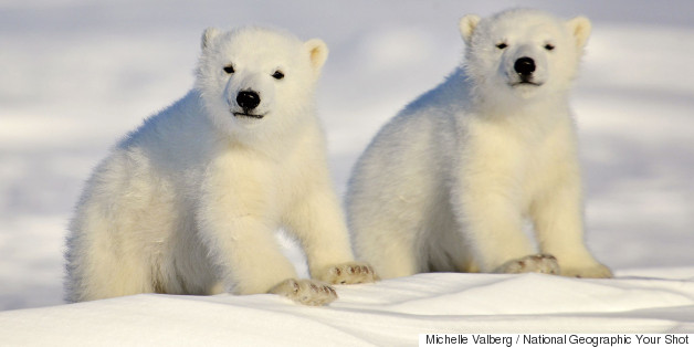 Happy International Polar Bear Day!
