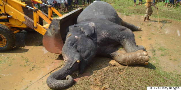 China Suspends Ivory Imports, But African Elephants Still In Danger Of Extinction