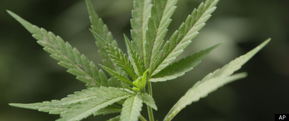 Marijuana