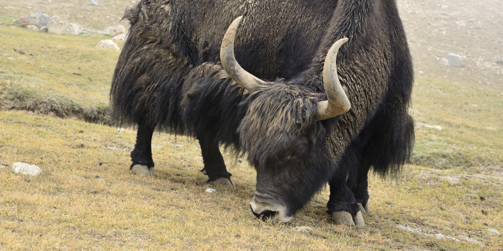 Yak Cross Beef Alberta Rancher Looks To Raise Profile Of Unusual Meat yak-cross-beef-alberta-rancher-looks-to-raise-profile-of-unusual-meat