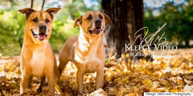 This Inseparable Father And Son Doggie Duo Have Love, Now They Just Need A Home