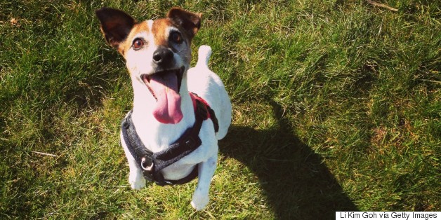 Fido Can't Remember That Game Of Fetch