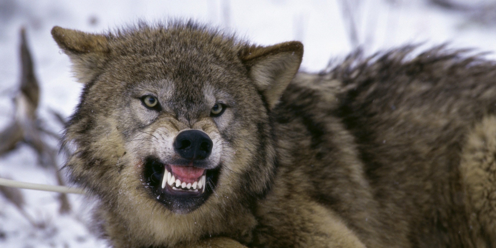 Wolf attacks