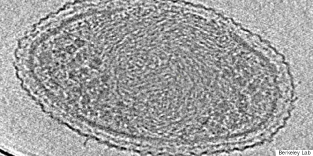 Scientists Believe They've Found The Smallest Life Form On Earth