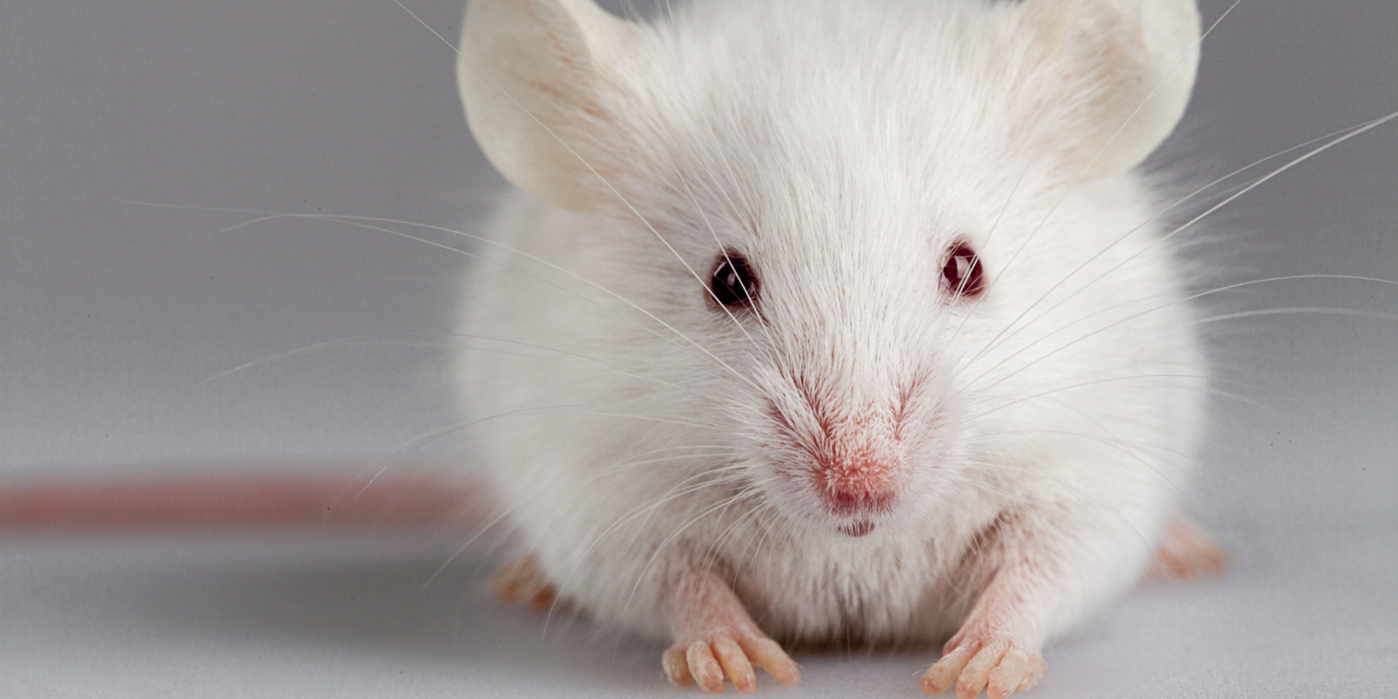 New Study Finds Alarming Rise in Animals Used in Experiments | HuffPost