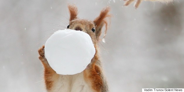 These Squirrels Playing With Snowballs Could Not Be Any Cuter