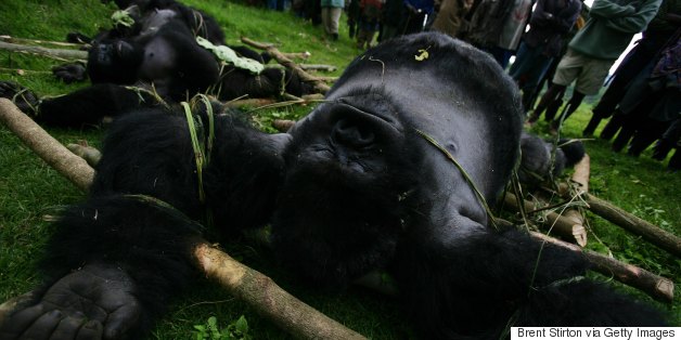 This Is What Wildlife Crime Looks Like (GRAPHIC)