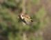 Hilarious #WeaselPecker Memes