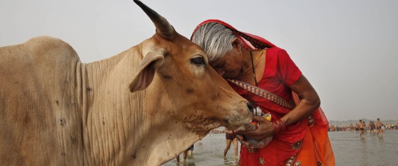 Is the Gold in Cow Urine the New Elixir?