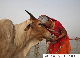 VHP Is Pushing The Modi Government To Create A Cow Protection  Ministry
