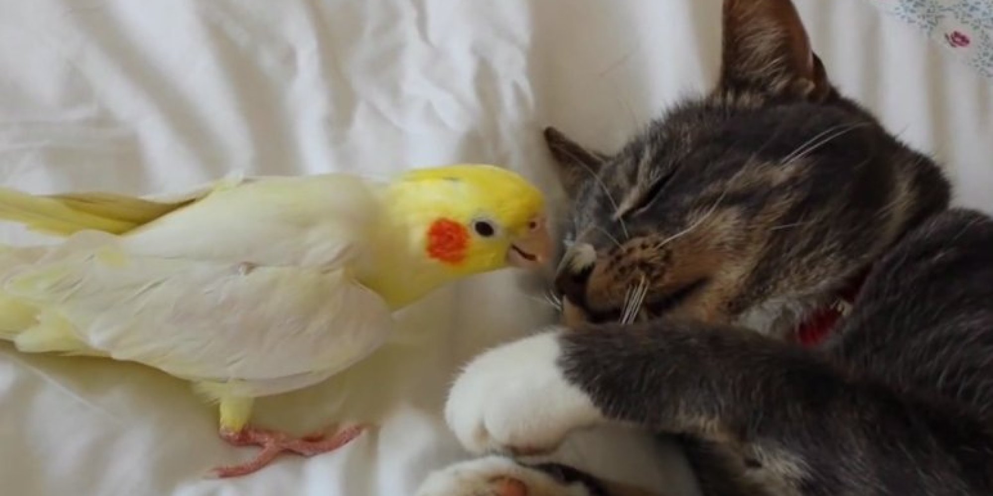 comment devenir ami avec un oiseau
