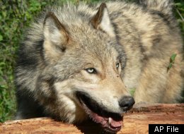 Wolves Endangered Congress