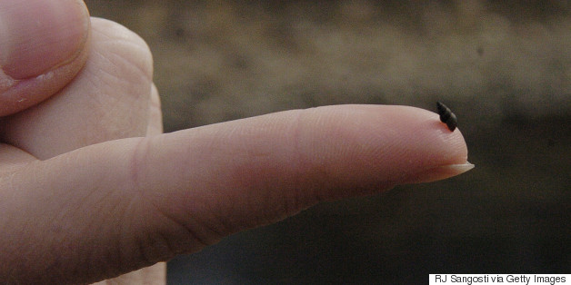 Biologists Using New Methods To Track Elusive Or Unwanted Species