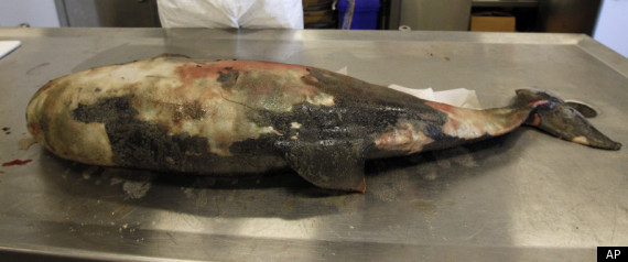 Gulf Dolphin Deaths Probe