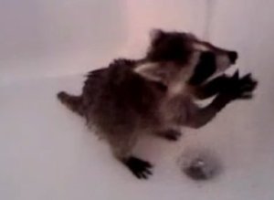 Baby Raccoon Bath
