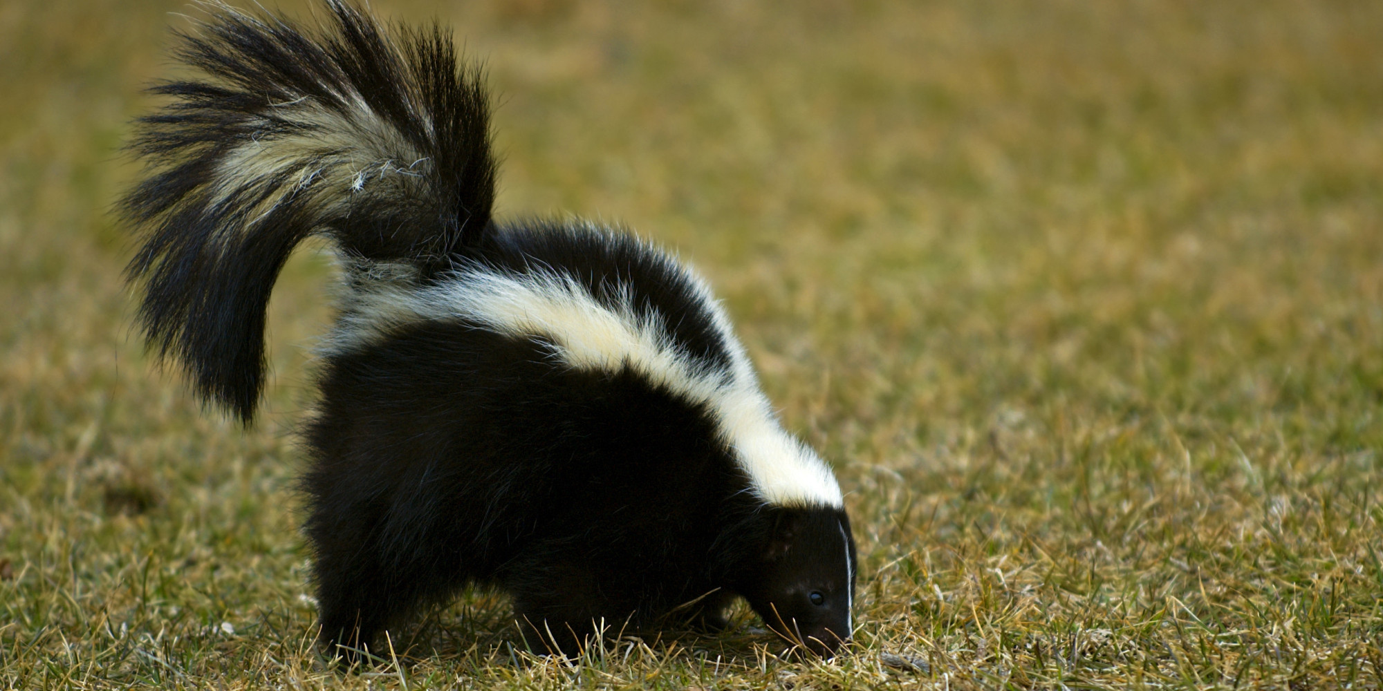 How to remove skunk smell from dog - Chicago Tribune