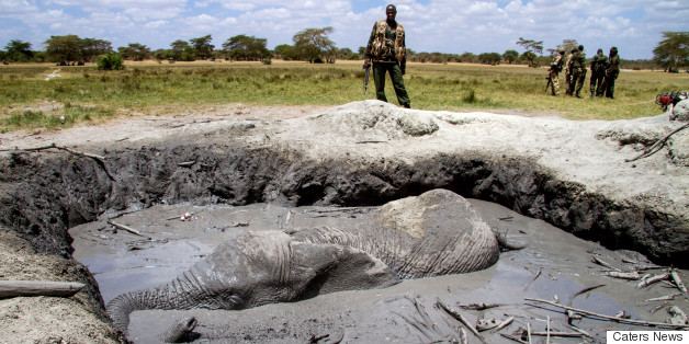 Dramatic Rescue Shows Sometimes Humans Do Right By Elephants