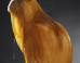Naked People Dipped In Honey Make For A Truly Hypnotic Work Of Art (NSFW)