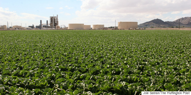 These Stunning Photos Reveal The Surprising Source Of America's Lettuce