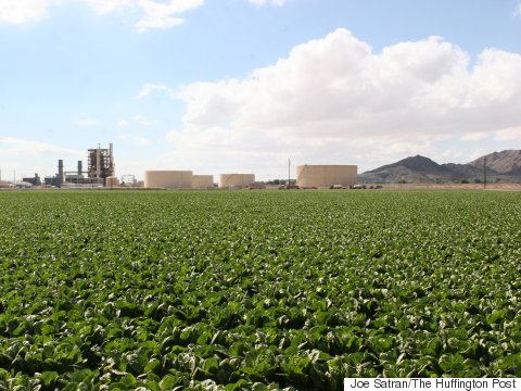 These Stunning Photos Reveal The Surprising Source Of America's Lettuce