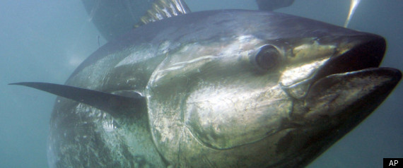 Overfishing